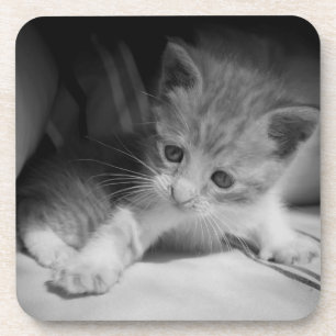 Dessous-de-verre Photo de Kitten noir et blanc