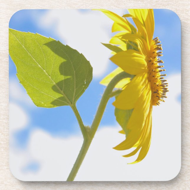 Dessous-de-verre Photo Sunflower Sky (Devant)
