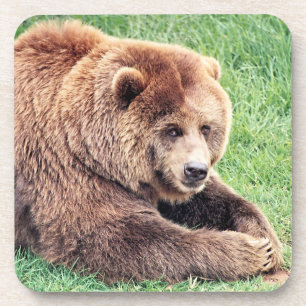 Dessous-de-verre Photographie d'ours brun câlin