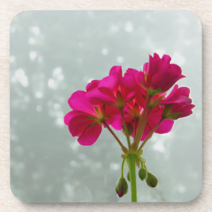 Dessous de verre photos de fleurs de géranium rose