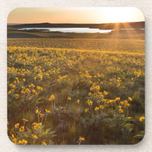 Dessous-de-verre Pied de flèche Balsamroot Fleurs sauvages