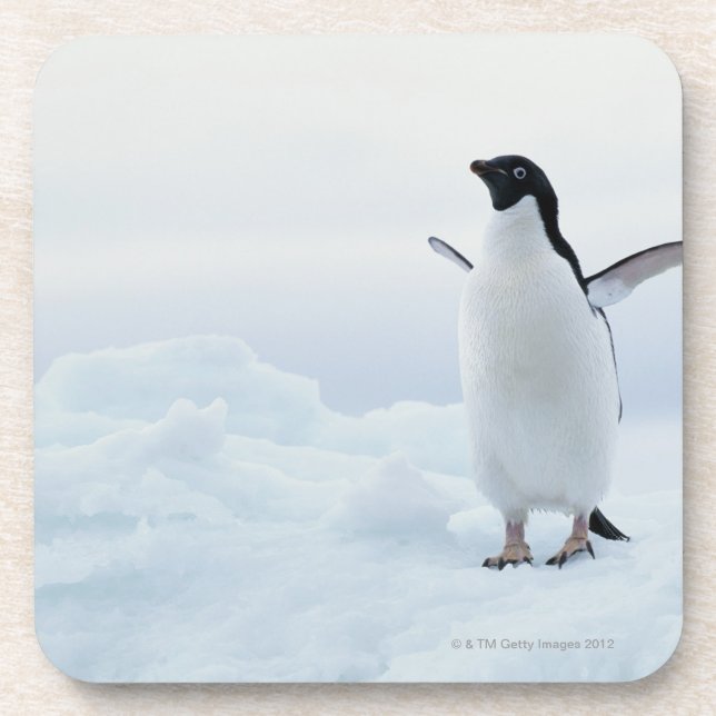 Dessous-de-verre Pingouin d'Adelie, Antarctique (Devant)