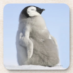 Dessous-de-verre Pingouin d'empereur de bébé, île de colline de