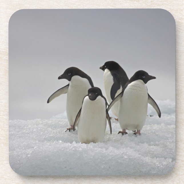 Dessous-de-verre Pingouins d'Adelie sur des écoulements de glace (Devant)