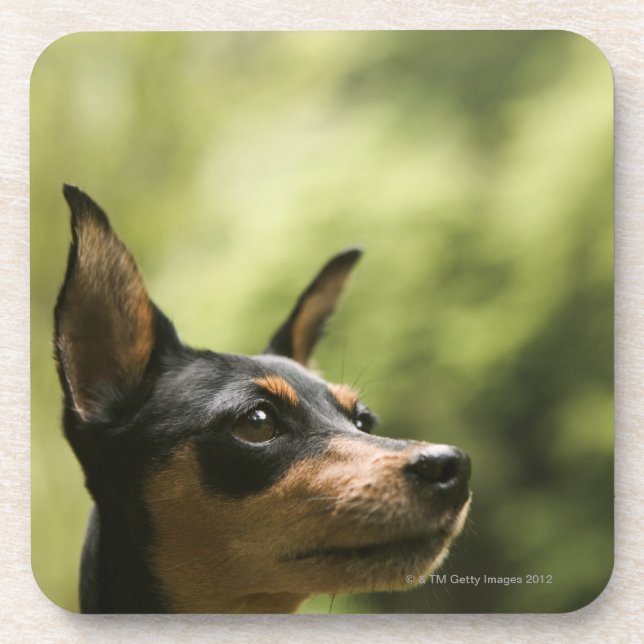 Dessous-de-verre Pinscher miniature (Minute-Pin) (Devant)