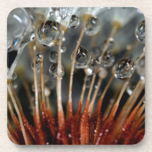 Dessous-de-verre Pissenlit et gouttes d'eau, CA