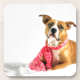 Dessous-de-verre Pit Bull Puppy Love in Pink XOXO