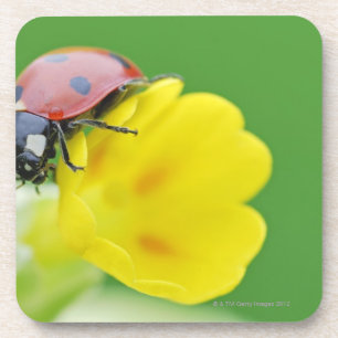 Dessous-de-verre Plan rapproché de coccinelle
