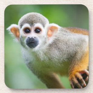 Dessous-de-verre Plan rapproché d'un singe-écureuil commun