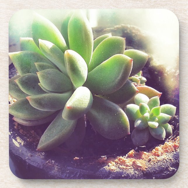 Dessous-de-verre Plante Hen et Chicks (Devant)