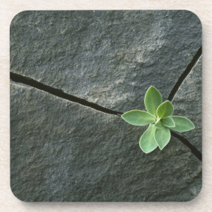 Dessous-de-verre Plante s'élevant à Boulder criqué