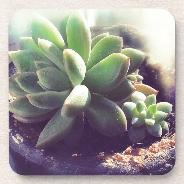 Dessous-de-verre Plantes Hen et Chicks (Devant)