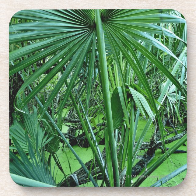 Dessous-de-verre Plantes tropicales dans l'étang de sel (Devant)