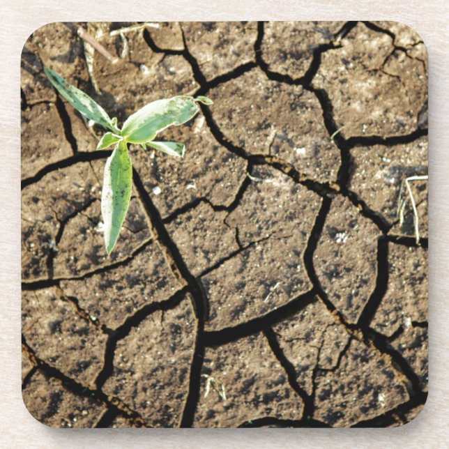 Dessous-de-verre Plantule dans une terre fissurée (Devant)