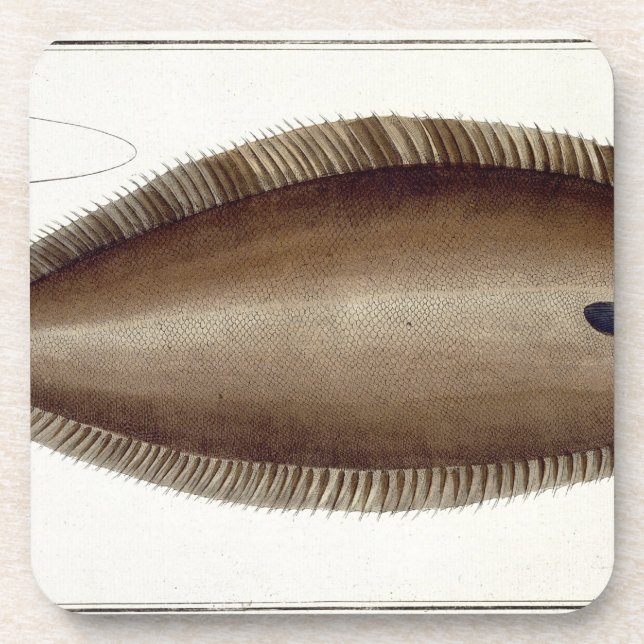 Dessous-de-verre Plat unique XLV de Douvres (Solea Solaea) de (Devant)