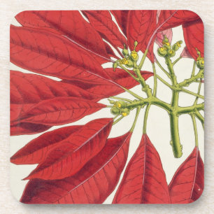 Dessous-de-verre Poinsettia Pulcherrima (litho de couleur)