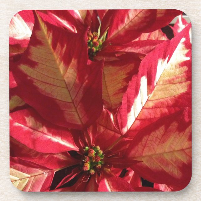 Dessous-de-verre Poinsettia rose (Devant)