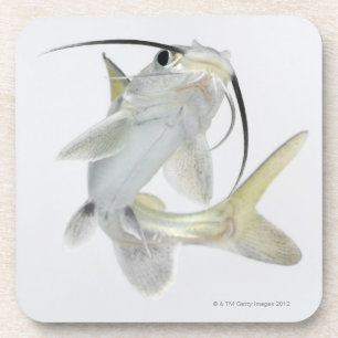 Dessous-de-verre Poisson-chat de mer de Tete (seemanni de