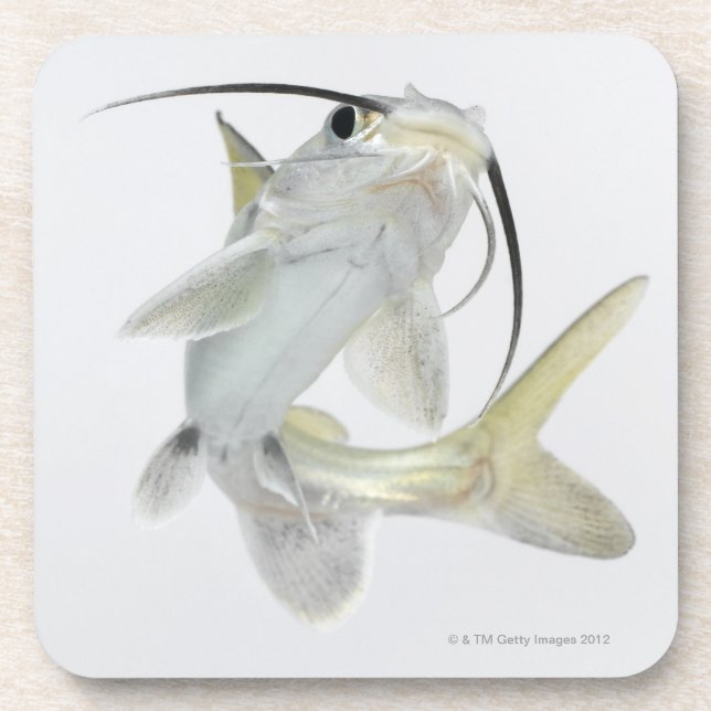 Dessous-de-verre Poisson-chat de mer de Tete (seemanni de (Devant)
