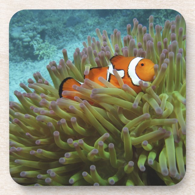 Dessous-de-verre Poisson clown ( Amphiprion ocellaris ) (Devant)