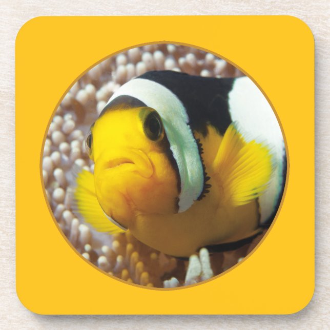 Dessous-de-verre Poisson clown - Gros plan ! Conception photographi (Devant)