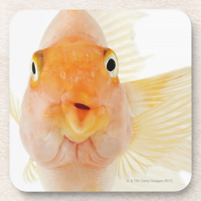 Dessous-de-verre Poisson d'eau douce tropical (Devant)