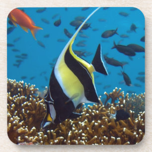 Dessous-de-verre Poisson tropical