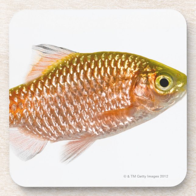 Dessous-de-verre Poissons attrayants de bavure (conchonius de (Devant)