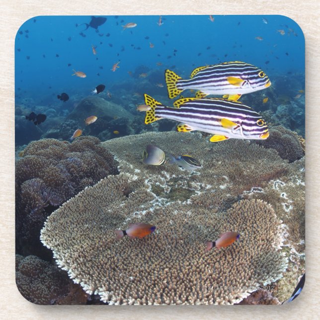 Dessous-de-verre Poissons de Sweetlip (Devant)