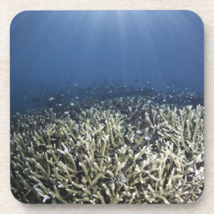 Dessous-de-verre Poissons nageant au-dessus du récif mort