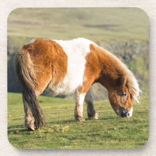 Dessous-de-verre Poney Shetland dans un pâturage près de hautes fal