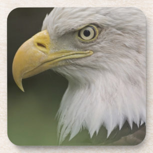 Dessous-de-verre Portrait d'aigle royal adulte, Haliaeetus