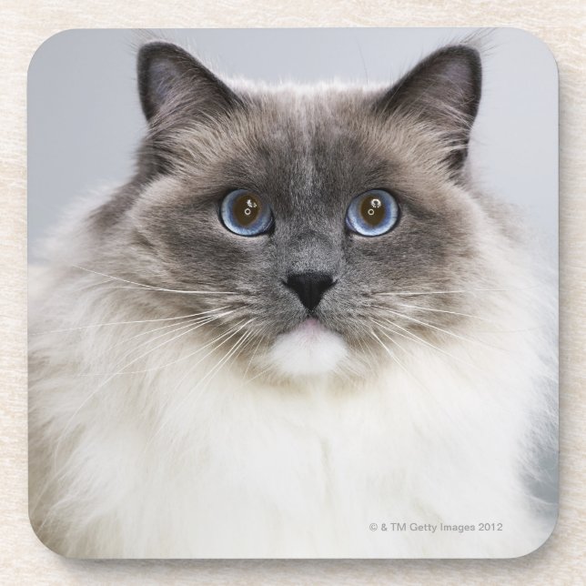 Dessous-de-verre Portrait de chat de Ragdoll (Devant)