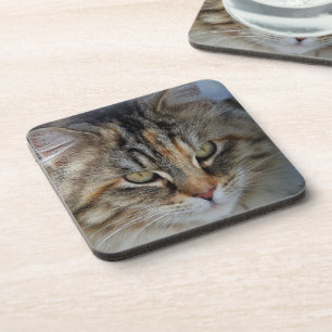Dessous-de-verre Portrait de chat Maine Coon