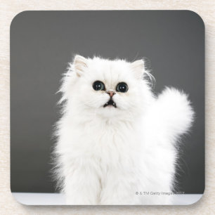 Dessous-de-verre Portrait de chaton
