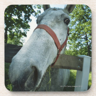 Dessous-de-verre Portrait de cheval