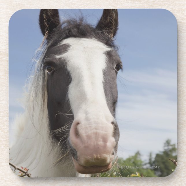 Dessous-de-verre Portrait de cheval de Clydesdale (Devant)