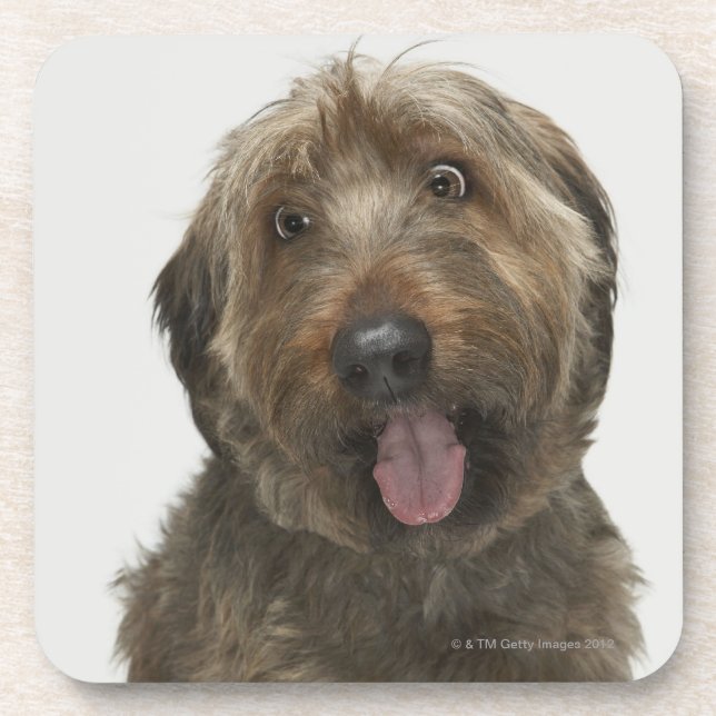 Dessous-de-verre Portrait de chien de Briard (Devant)