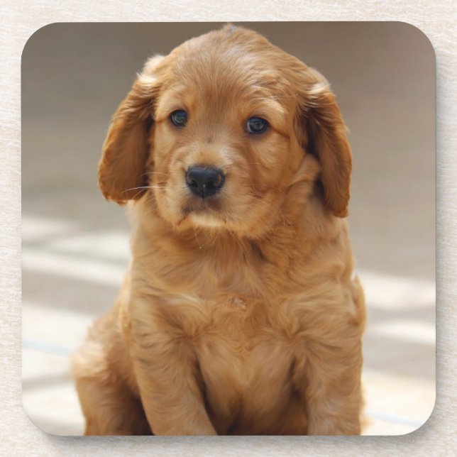 Dessous-de-verre Portrait de chiot mignon photo (Devant)
