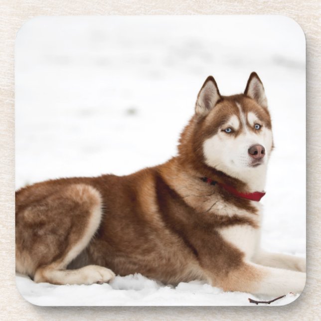 Dessous-de-verre Portrait de Cute Siberian Husky (Devant)