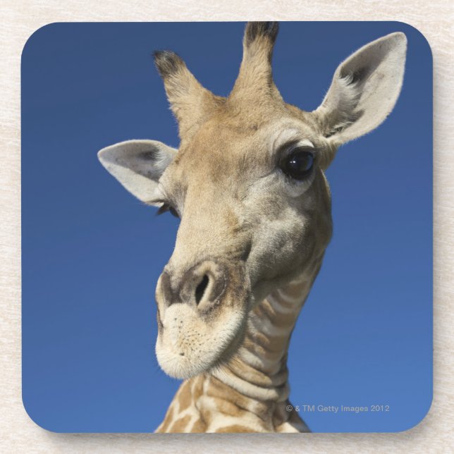 Dessous-de-verre Portrait de girafe (Giraffa Camelopardalis) (Devant)