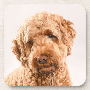 Dessous-de-verre Portrait de Goldendoodle Studio