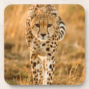 Dessous-de-verre Portrait de guépard (Acinonyx Jubatus), Maasai