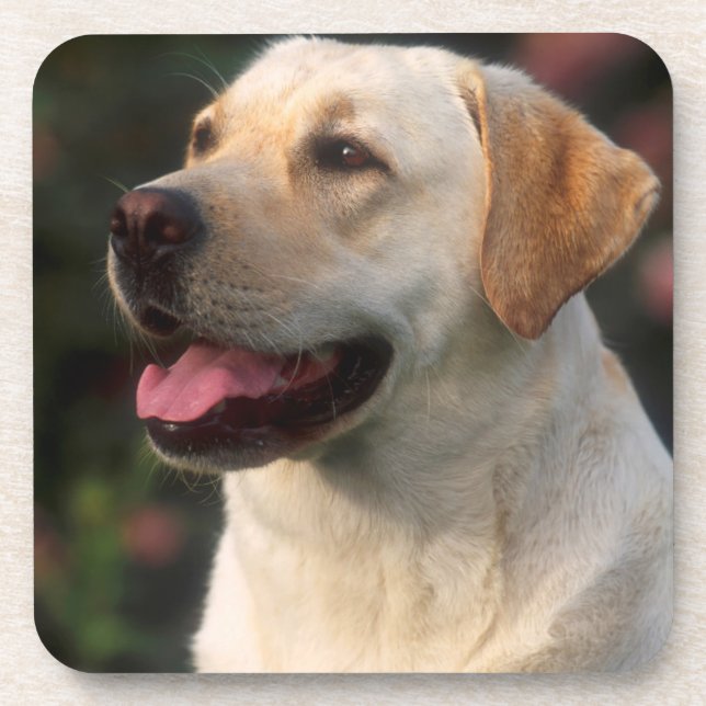 Dessous-de-verre Portrait de Labrador Retriever, Hilton (Devant)