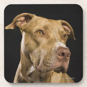 Dessous-de-verre Portrait de pitbull rouge de nez avec le noir