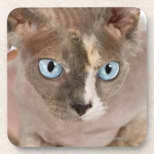Dessous-de-verre Portrait de studio de chat de Sphynx
