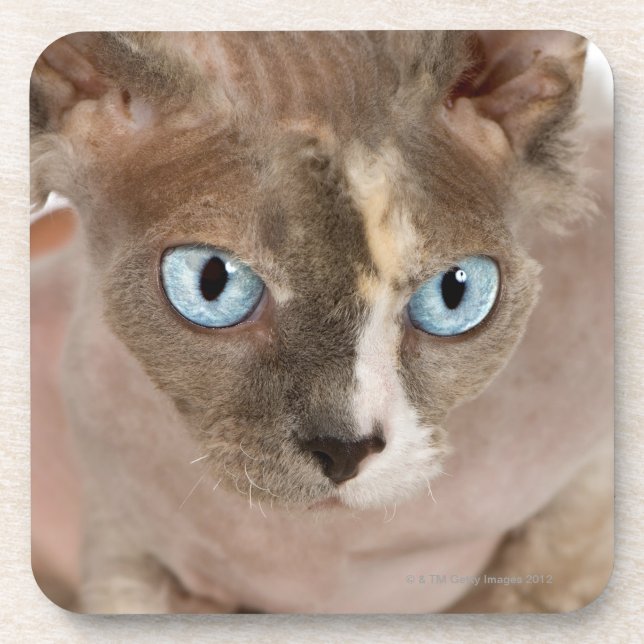Dessous-de-verre Portrait de studio de chat de Sphynx (Devant)