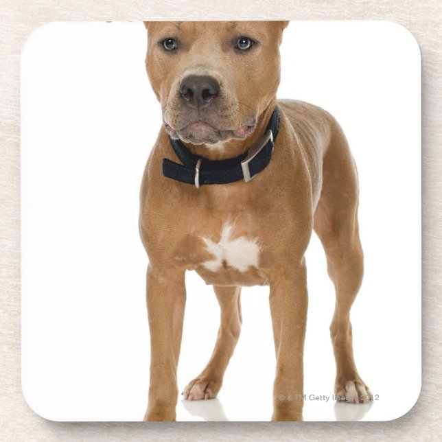 Dessous-de-verre Portrait de studio de chiot américain de pitbull (Devant)