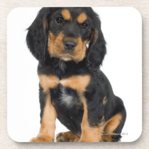 Dessous-de-verre Portrait de studio de chiot de rottweiler