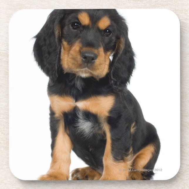Dessous-de-verre Portrait de studio de chiot de rottweiler (Devant)